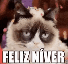 Feliz Niver / Feliz Aniversário / Happy Birthday / Gato / Gatíneo / Angry Cat GIF - Angry Cat Happy Birthday Cat GIFs