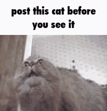 Cat Post GIF - Cat Post Post This GIFs