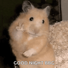 a hamster is waving at the camera and says good night bbc .