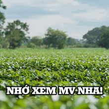 a field of green plants with the words nho xem mv nha written on the bottom