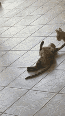 two cats are playing with each other on a tile floor .