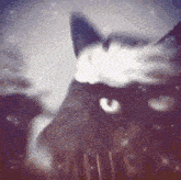 a close up of a black cat 's face with a purple and white background