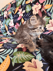 a kitten laying on a floral blanket with leaves and flowers