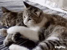 GIF
