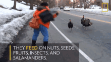 They Feed On Nuts Seeds Fruits Insects And Salamanders National Geographic GIF - They Feed On Nuts Seeds Fruits Insects And Salamanders National Geographic Get Out Of Here GIFs