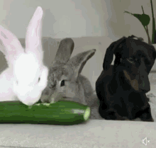 Bunnies Eating GIF - Bunnies Eating Dog GIFs