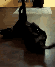 Extra Dogs GIF - Extra Dogs GIFs