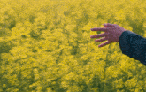 a person 's hand is reaching into a field of yellow flowers
