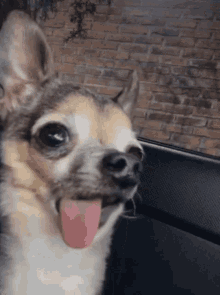 Pet Lover GIF - Pet Lover Puppy GIFs