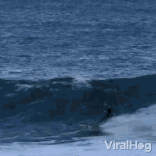 Surfing With A Seal Viralhog GIF