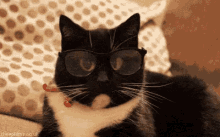 Nerd Kitty GIF - Nerd Kitty Smart GIFs
