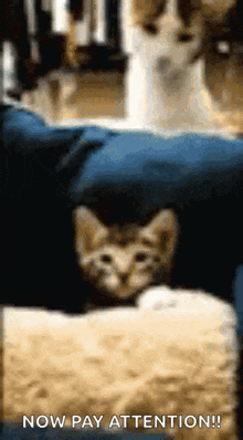 The Cat Is Kicking The Other Cat GIF