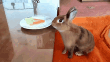 Stealing Food Bunny GIF - Stealing Food Bunny Rabbit GIFs