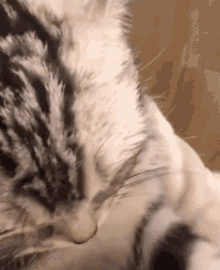 Cat Angry GIF - Cat Angry Grr GIFs