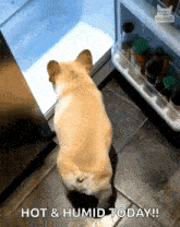 Its Hot Outside Dog Entering Refrigerator GIF