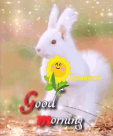 Asiarock Good Morning GIF - Asiarock Good Morning Bunny GIFs