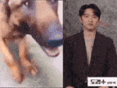 a picture of a dog next to a picture of a man wearing a suit