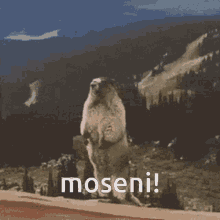 Moseni Moseni Moseni GIF - Moseni Moseni Moseni Screaming Chipmunk GIFs