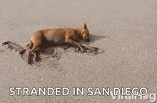 a dog is laying in the sand on a beach with the words stranded in san diego below it