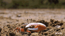 Crab Life In Color With David Attenborough GIF - Crab Life In Color With David Attenborough Changing Colors GIFs