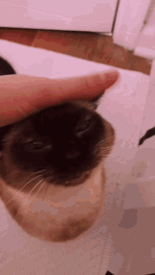 Radlcies Cat GIF - Radlcies Cat Petting GIFs