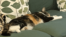 a calico cat laying on a green couch