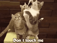 Cats Dont Touch Me GIF - Cats Dont Touch Me Take That GIFs
