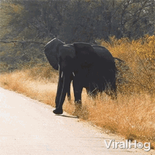 Elephant Crossing The Road Viralhog GIF - Elephant Crossing The Road Viralhog Elephants Passing The Road GIFs