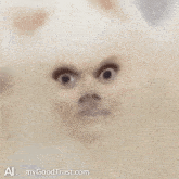 Pomeranian Dog GIF - Pomeranian Dog Funny GIFs