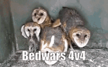 Bedwars Hypixel GIF - Bedwars Hypixel 4v4 GIFs
