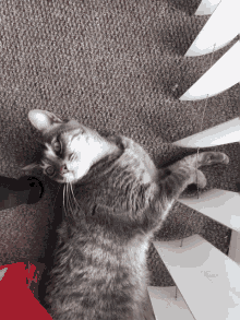 Cat Sleeping GIF - Cat Sleeping Disturb GIFs
