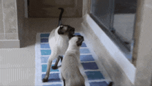 a cat and a dog are standing on a blue and white rug
