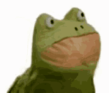 Frogs Memes GIF