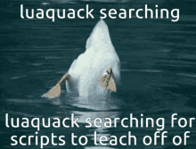 Luaquack Skid GIF
