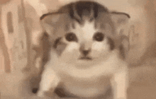 Peta Gato Cat GIF - Peta Gato Cat Cute GIFs