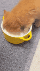 Cat Cat Milk GIF - Cat Cat Milk Orange Kbitty GIFs