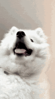 Smile Samoyed GIF - Smile Samoyed Happy GIFs