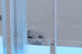 a seal is in a cage looking out of the water