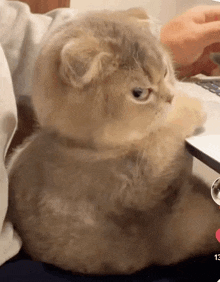 a cat is sitting on a couch next to a person using a laptop .