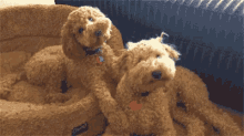 Dog Puppy GIF - Dog Puppy GIFs