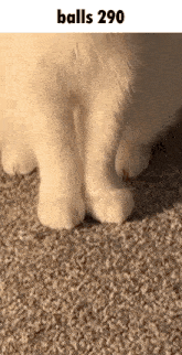 a close up of a cat 's paws on a carpet with the caption balls 290