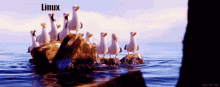 Seagulls Findingnemo GIF - Seagulls Findingnemo Linux GIFs