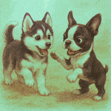 a husky puppy and a boston terrier puppy are playing together