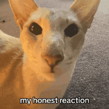a close up of a cat 's face with the words " my honest reaction " below it