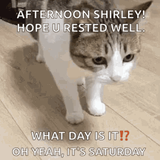 Cat Funny GIF - Cat Funny Saturday - Discover & Share GIFs