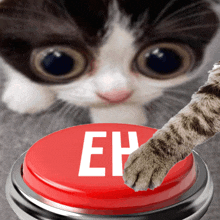 a cat is pressing a red button that says eh on it