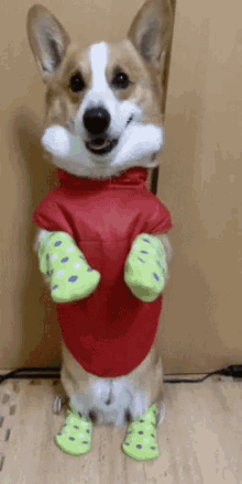 corgi funny animal dogs costume