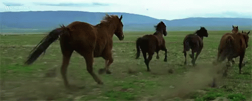 Wild And Free GIF - Horse Horses Equine GIFs