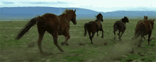 horse horses equine run running