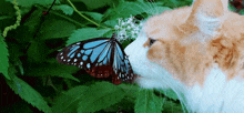 Cat Butterfly GIF - Cat Butterfly GIFs